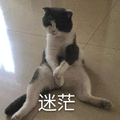 迷茫 猫