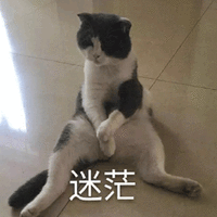 迷茫 猫 搞怪 可爱