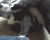 动物 萌宠 猫咪 搞笑 可爱