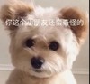 萌宠 汪星人 你这个小朋友还蛮奇怪的 无奈 搞怪 逗