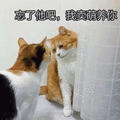 猫 卖萌 忘了