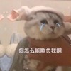 萌宠 猫星人 你怎么能欺负我呢 生气 呆萌 可爱