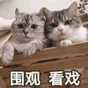 萌宠 猫星人 围观 看戏 呆萌 可爱