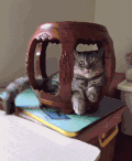 猫咪 摇尾巴 整理箱 趴着