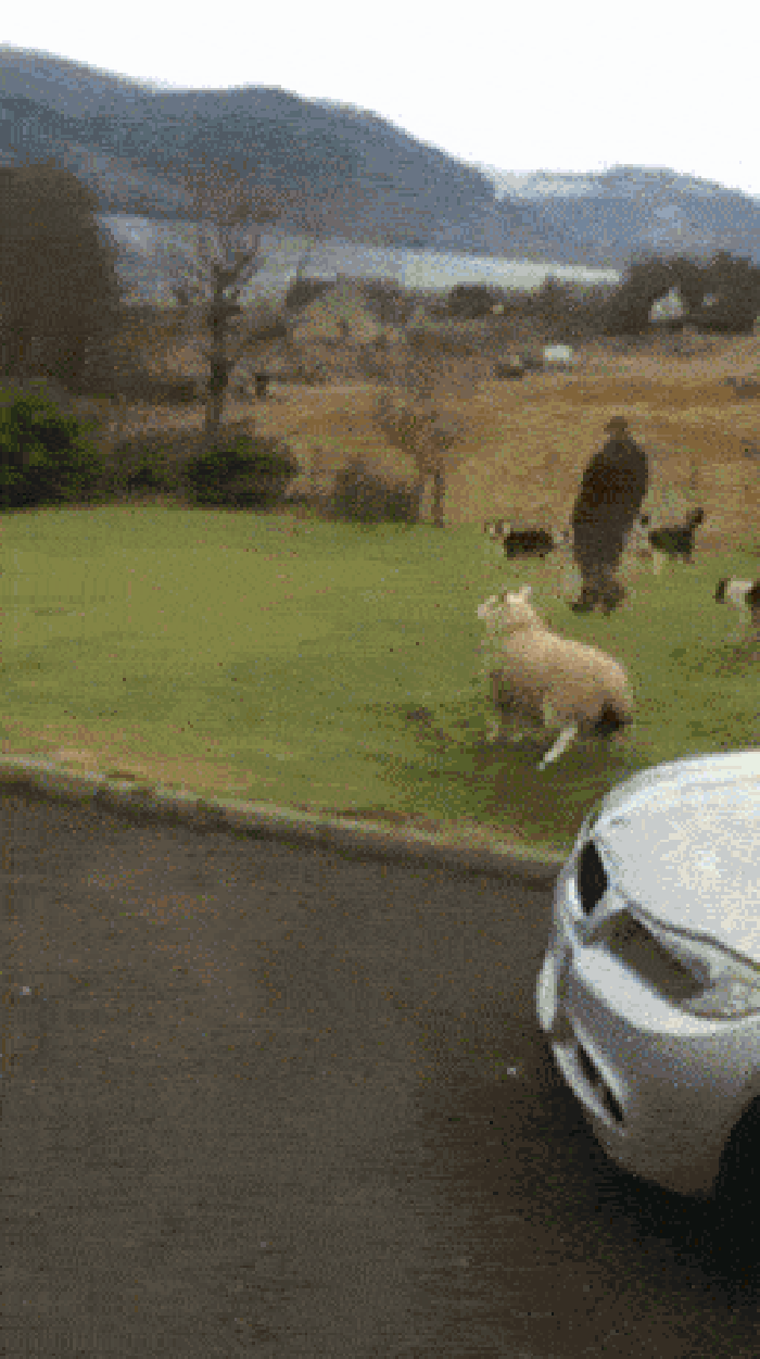 羊咩 汽车 可爱 奔跑