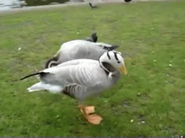 鸭子  抖动  鸟  动物