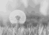 蒲公英 草地 飘散 药用 营养