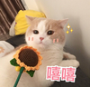 萌宠 猫星人 嘻嘻 开心 呆萌 可爱