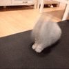 沙雕猫 猫咪 猫 可爱猫 猫表情包 猫咪表情包 小猫