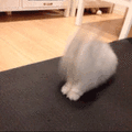 沙雕猫 猫咪 猫 可爱猫 猫表情包 猫咪表情包 小猫