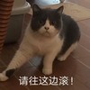 萌宠 猫星人 请往这边滚 走开 呆萌 可爱