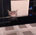 猫咪 喵星人 生无可恋 搞笑 萌萌哒