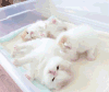 猫咪 可爱 毛茸茸 喵星人
