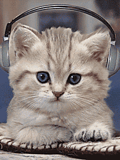 猫咪 音乐 节奏 可爱