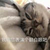 萌宠 喵星人 我给您表演个翻白眼吧 翻个白眼 呆萌 可爱