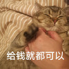 萌宠 喵星人 给钱就可以 撸猫 呆萌 可爱