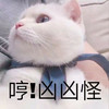 萌宠 喵星人 哼 你怎么这么凶 憨憨 可爱