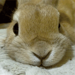 小白兔 趴着 可爱 鼻子