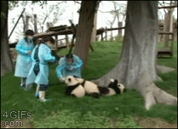 熊猫 工人 躺下 喝奶