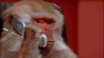 猴子 电话 手机 狒狒