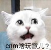 萌宠 猫星人 啥玩意 惊呆 呆萌 可爱