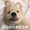 萌宠 汪星人 你到底想要我怎样 好奇 搞怪 呆萌