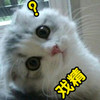 猫咪 大眼睛 问号 戏精