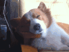 狗狗 可爱 搞笑 逗比