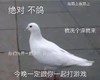 萌宠 鸽子 我洗个澡就来 在路上 呆萌 可爱