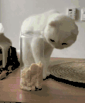 猫咪 喵星人 搞笑 可爱 淘气