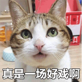 好戏 猫 看戏 搞怪