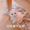 萌宠 猫星人 你在看什么啊 好奇 呆萌 可爱