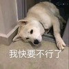 萌宠 汪星人 我快要不行了 累了 搞怪 逗