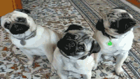 哈巴狗 pug 可爱 萌萌哒