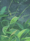 树叶 下雨 唯美 黑夜