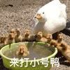 鸭鸭 鸭子表情包 鸭子 来打小号鸭 搞怪 逗