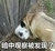 狗狗 搞笑 雷人 斗图 暗中观察被发现了