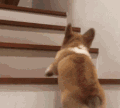 小狗 爬楼梯 小短腿 可爱