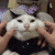猫咪 扯脸 萌宠 可爱