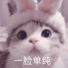 萌宠 猫星人 一脸单纯 不开心 呆萌 可爱