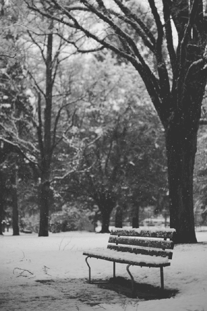 风景 黑白 树木 下雪