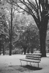 风景 黑白 树木 下雪