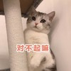 萌宠 猫星人 对不起啊 道歉 呆萌 可爱