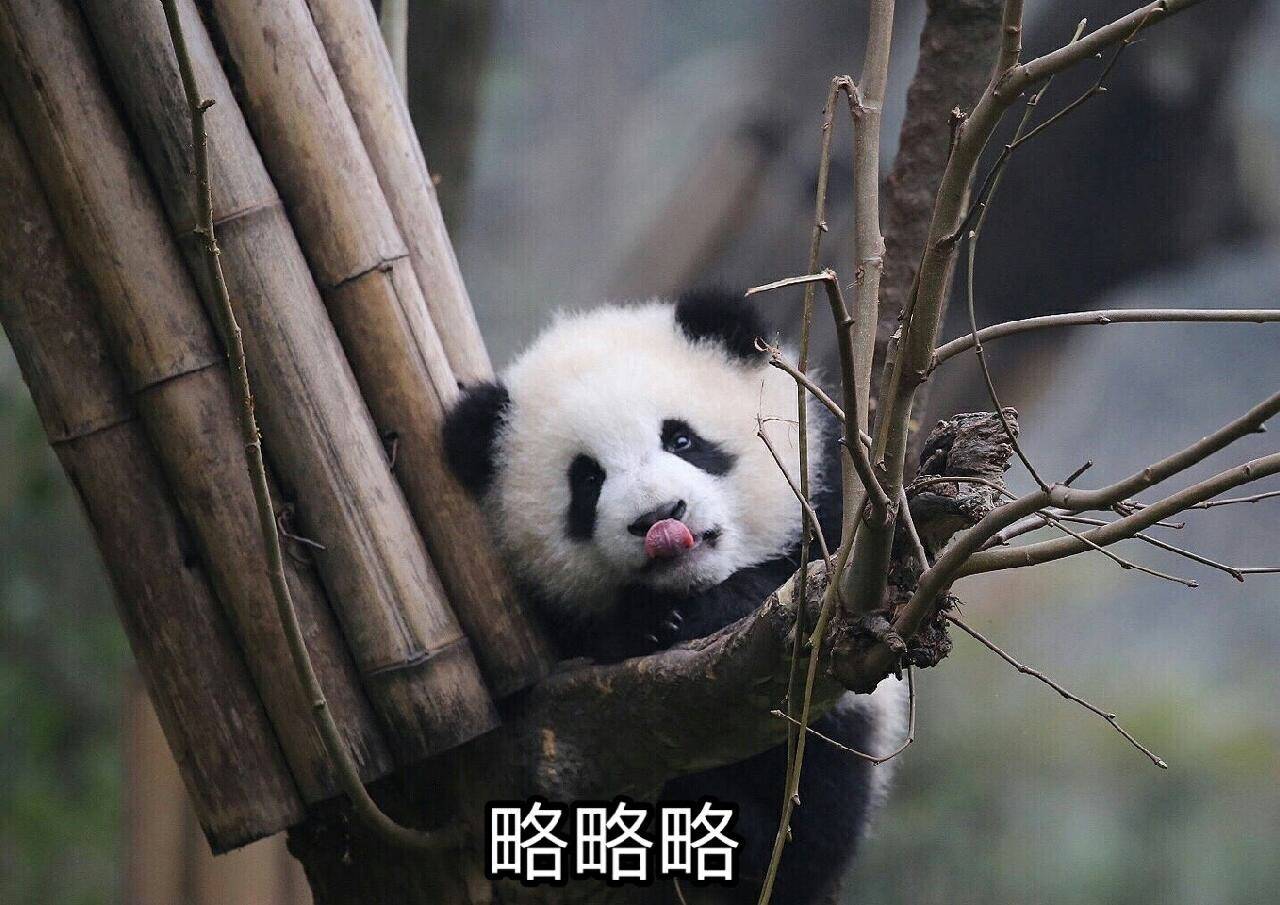 熊猫 伸舌头 可爱 略略略
