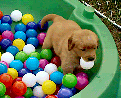 狗狗 玩球 玩耍 可爱
