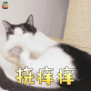 萌宠 猫 挠痒痒 搞怪 soogif soogif出品