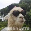 萌宠 小羊 在我眼里你什么都不是 生气 呆萌 可爱