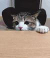 猫咪 喵星人 搞笑 可爱 淘气