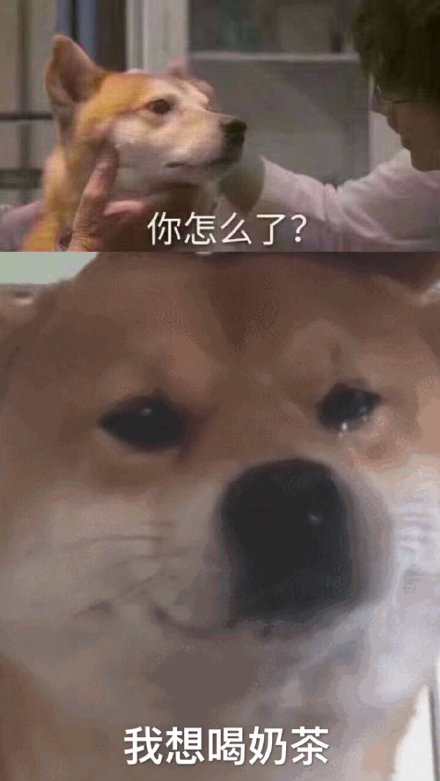 流泪汪 伤心 怎么了 狗 狗狗 柴犬 萌宠 喝奶茶