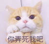 萌宠 喵星人 你弄死我吧 卖萌 呆萌 搞怪